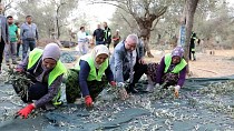 Edremit'te Zeytin Hasadı Başladı - haberi